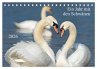 Ein Jahr mit den Schwänen... - Bild 1