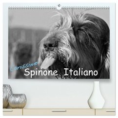 Cover Carissimo Spinone Italiano (hochwertiger Premium Wandkalender 2026 DIN A2 quer), Kunstdruck in Hochglanz