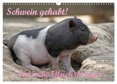 Cover Schwein gehabt! (Wandkalender 2026 DIN A3 quer), CALVENDO Monatskalender