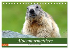 Alpenmurmeltiere in freier Wildbahn (Tischkalender 2026 DIN A5 quer), CALVENDO Monatskalender Alpenmurmeltiere in freier Wildbahn (Tischkalender 2026 DIN A5 quer), CALVENDO Monatskalender