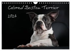 Colored Boston Terrier 2026 (Wandkalender 2026 DIN A4 quer), CALVENDO Monatskalender Colored Boston Terrier 2026 (Wandkalender 2026 DIN A4 quer), CALVENDO Monatskalender