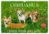 Chihuahua - Kleine Hunde ganz groß... - Bild 1