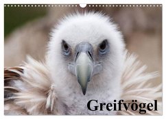 Cover Greifvögel (Wandkalender 2026 DIN A3 quer), CALVENDO Monatskalender
