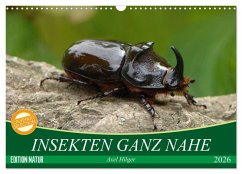 INSEKTEN GANZ NAHE (Wandkalender 2026 DIN A3 quer), CALVENDO Monatskalender INSEKTEN GANZ NAHE (Wandkalender 2026 DIN A3 quer), CALVENDO Monatskalender