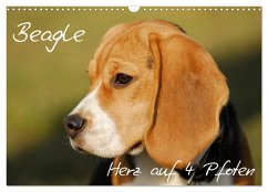 Beagle - Herz auf 4 Pfoten (Wandkalender 2026 DIN A3 quer), CALVENDO Monatskalender Beagle - Herz auf 4 Pfoten (Wandkalender 2026 DIN A3 quer), CALVENDO Monatskalender