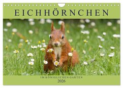 Eichhörnchen im Königlichen Garten (Wandkalender 2026 DIN A4 quer), CALVENDO Monatskalender Eichhörnchen im Königlichen Garten (Wandkalender 2026 DIN A4 quer), CALVENDO Monatskalender