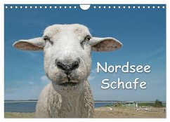 Nordsee Schafe (Wandkalender 2026 DIN A4 quer), CALVENDO Monatskalender Nordsee Schafe (Wandkalender 2026 DIN A4 quer), CALVENDO Monatskalender