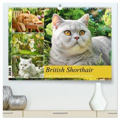 British Shorthair. Sanfte Würde und Katzenglück im Grünen (hochwertiger Premium Wandkalender 2026 DIN A2 quer), Kunstdruck in Hochglanz