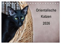 Orientalische Katzen (Tischkalender 2026 DIN A5 quer), CALVENDO Monatskalender Orientalische Katzen (Tischkalender 2026 DIN A5 quer), CALVENDO Monatskalender