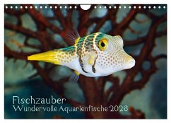 Fischzauber - Wundervolle Aquarienfische (Wandkalender 2026 DIN A4 quer), CALVENDO Monatskalender Fischzauber - Wundervolle Aquarienfische (Wandkalender 2026 DIN A4 quer), CALVENDO Monatskalender