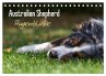Australian Shepherd - Augenblicke... - Bild 1