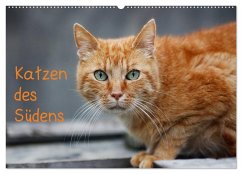 Cover Katzen des Südens (Wandkalender 2026 DIN A2 quer), CALVENDO Monatskalender