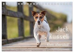 Jack Russell - Klein, aber oho! (Tischkalender 2026 DIN A5 quer), CALVENDO Monatskalender