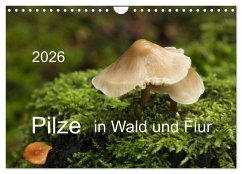 Pilze in Wald und Flur (Wandkalender 2026 DIN A4 quer), CALVENDO Monatskalender