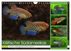 Cover Killifische Südamerikas (Wandkalender 2026 DIN A4 quer), CALVENDO Monatskalender