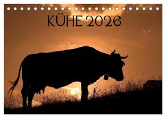 Kühe 2026 (Tischkalender 2026 DIN A5 quer), CALVENDO Monatskalender