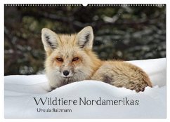 Cover Wildtiere Nordamerikas (Wandkalender 2026 DIN A2 quer), CALVENDO Monatskalender