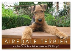 Cover Airedale Terrier (Wandkalender 2026 DIN A4 quer), CALVENDO Monatskalender