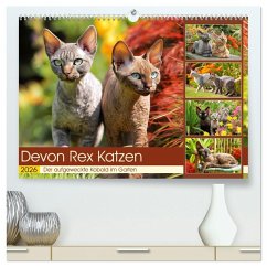 Cover Devon Rex Katzen. Der aufgeweckte Kobold im Garten (hochwertiger Premium Wandkalender 2026 DIN A2 quer), Kunstdruck in Hochglanz