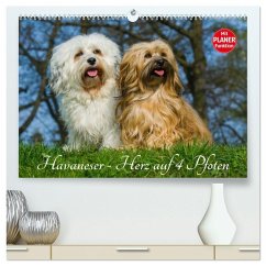 Havaneser - Herz auf 4 Pfoten (hochwertiger Premium Wandkalender 2026 DIN A2 quer), Kunstdruck in Hochglanz