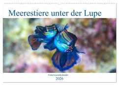Cover Meerestiere unter der Lupe - Unterwasserkalender (Wandkalender 2026 DIN A2 quer), CALVENDO Monatskalender