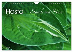 Hosta Staude mit Herz (Wandkalender 2026 DIN A4 quer), CALVENDO Monatskalender Hosta Staude mit Herz (Wandkalender 2026 DIN A4 quer), CALVENDO Monatskalender