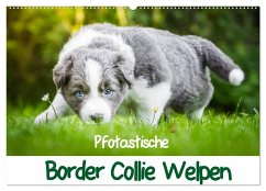 Cover Pfotastische Border Collie Welpen (Wandkalender 2026 DIN A2 quer), CALVENDO Monatskalender