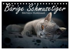 Cover Bärige Schmusetiger - Britisch Kurzhaar (Tischkalender 2026 DIN A5 quer), CALVENDO Monatskalender
