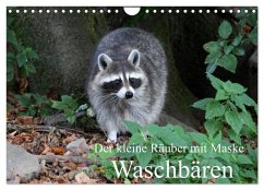 Der kleine Räuber mit Maske - Waschbären (Wandkalender 2026 DIN A4 quer), CALVENDO Monatskalender Der kleine Räuber mit Maske - Waschbären (Wandkalender 2026 DIN A4 quer), CALVENDO Monatskalender