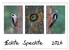 Cover Echte Spechte (Wandkalender 2026 DIN A4 quer), CALVENDO Monatskalender