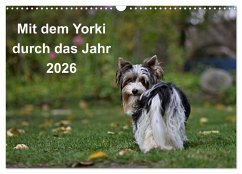 Mit dem Yorki durch das Jahr 2026 (Wandkalender 2026 DIN A3 quer), CALVENDO Monatskalender Mit dem Yorki durch das Jahr 2026 (Wandkalender 2026 DIN A3 quer), CALVENDO Monatskalender
