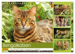 Bengalkatzen. Der elegante Mini-Leopard im Garten (Wandkalender 2026 DIN A4 quer), CALVENDO Monatskalender