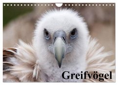 Cover Greifvögel (Wandkalender 2026 DIN A4 quer), CALVENDO Monatskalender