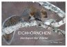 EICHHÖRNCHEN (Wandkalender 2026 DIN A2... - Bild 1