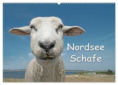 Nordsee Schafe (Wandkalender 2026 DIN A2 quer), CALVENDO Monatskalender Nordsee Schafe (Wandkalender 2026 DIN A2 quer), CALVENDO Monatskalender