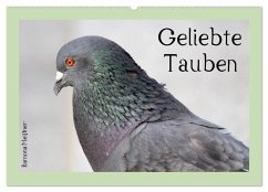 Geliebte Tauben (Wandkalender 2026 DIN A2 quer), CALVENDO Monatskalender Geliebte Tauben (Wandkalender 2026 DIN A2 quer), CALVENDO Monatskalender