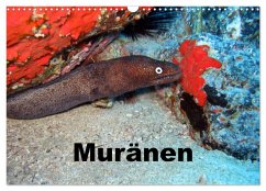 Muränen (Wandkalender 2026 DIN A3 quer), CALVENDO Monatskalender