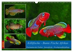 Killifische - Bunte Fische Afrikas (Wandkalender 2026 DIN A3 quer), CALVENDO Monatskalender