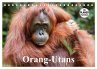 Orang-Utans (Tischkalender 2026 DIN A5... - Bild 1