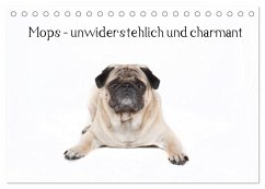 Mops - unwiderstehlich und charmant (Tischkalender 2026 DIN A5 quer), CALVENDO Monatskalender