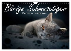 Cover Bärige Schmusetiger - Britisch Kurzhaar / CH-Version (Wandkalender 2026 DIN A4 quer), CALVENDO Monatskalender