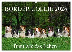 Cover Border Collie 2026 (Wandkalender 2026 DIN A2 quer), CALVENDO Monatskalender