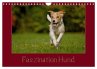 Faszination Hund (Wandkalender 2026 DIN... - Bild 1