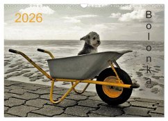 Bolonka 2026 (Wandkalender 2026 DIN A3 quer), CALVENDO Monatskalender