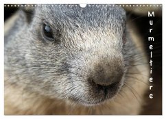 Murmeltiere (Wandkalender 2026 DIN A3 quer), CALVENDO Monatskalender Murmeltiere (Wandkalender 2026 DIN A3 quer), CALVENDO Monatskalender