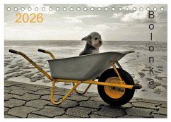 Bolonka 2026 (Tischkalender 2026 DIN A5 quer), CALVENDO Monatskalender
