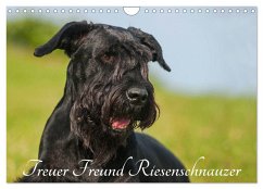 Treuer Freund Riesenschnauzer (Wandkalender 2026 DIN A4 quer), CALVENDO Monatskalender