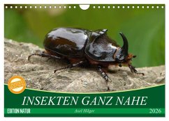 INSEKTEN GANZ NAHE (Wandkalender 2026 DIN A4 quer), CALVENDO Monatskalender INSEKTEN GANZ NAHE (Wandkalender 2026 DIN A4 quer), CALVENDO Monatskalender