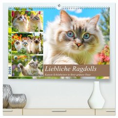 Liebliche Ragdolls. Katzen-Schönheiten in ihrer grünen Oase (hochwertiger Premium Wandkalender 2026 DIN A2 quer), Kunstdruck in Hochglanz