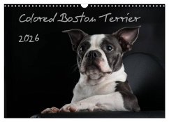 Colored Boston Terrier 2026 (Wandkalender 2026 DIN A3 quer), CALVENDO Monatskalender Colored Boston Terrier 2026 (Wandkalender 2026 DIN A3 quer), CALVENDO Monatskalender